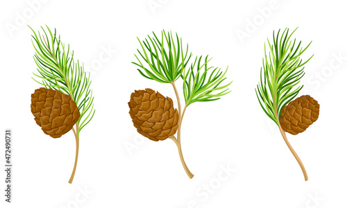 Pine tree branches set. New Year and Christmas decor vector illustration