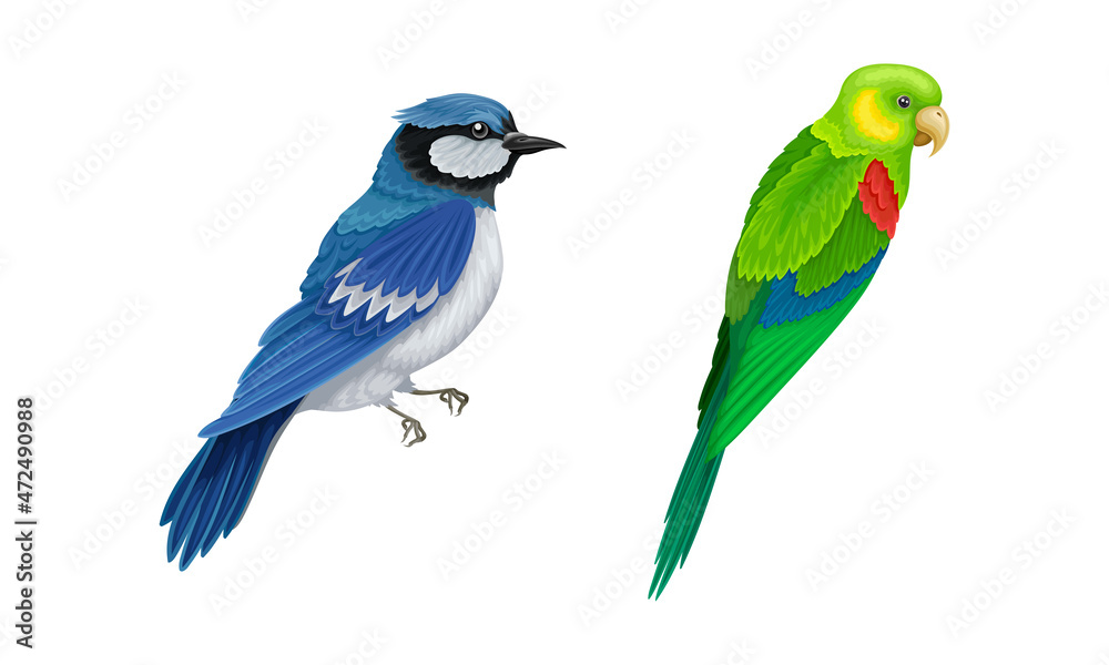 Set of birds. Blue sialia and budgie vector illustration