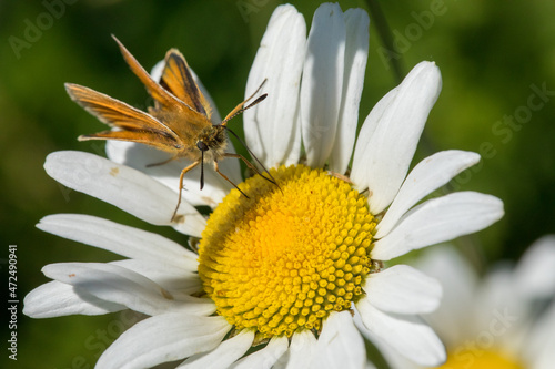 Beautiful and colorful macro photography butterfly.