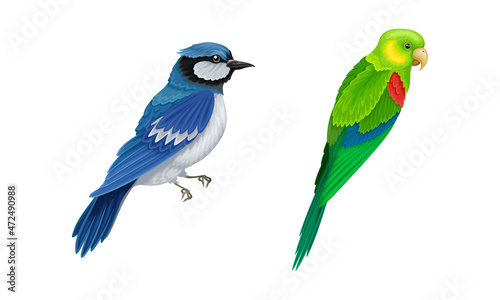 Set of birds. Blue sialia and budgie vector illustration