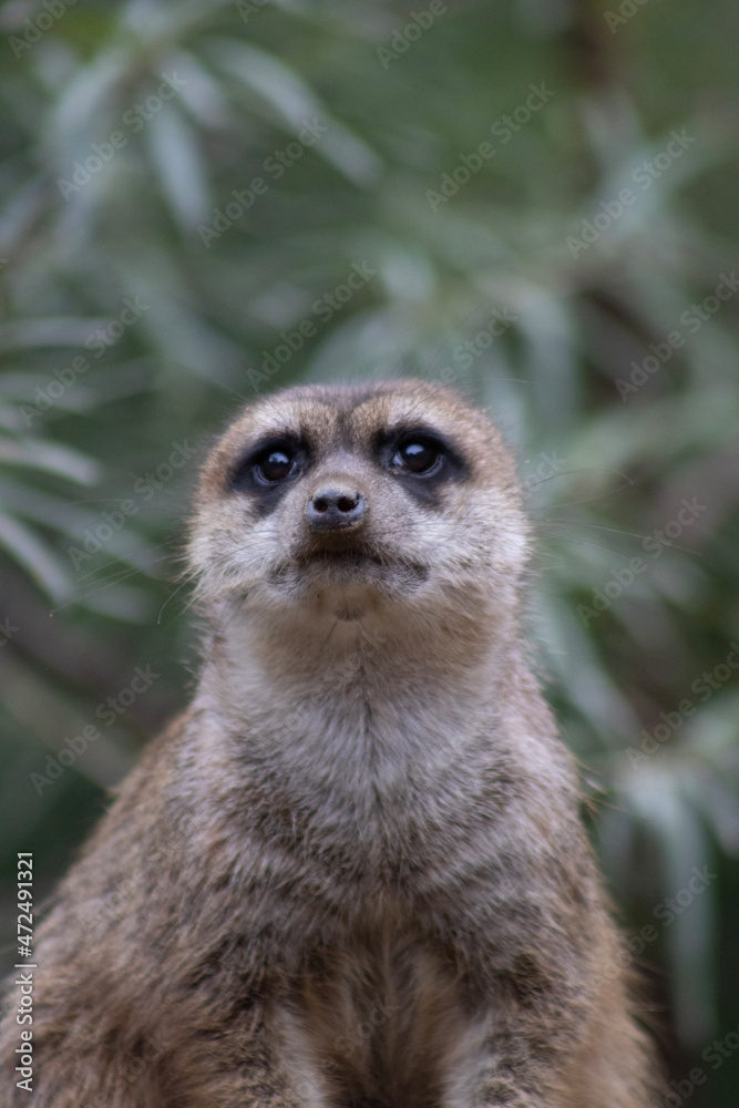 Fototapeta premium meerkat on guard