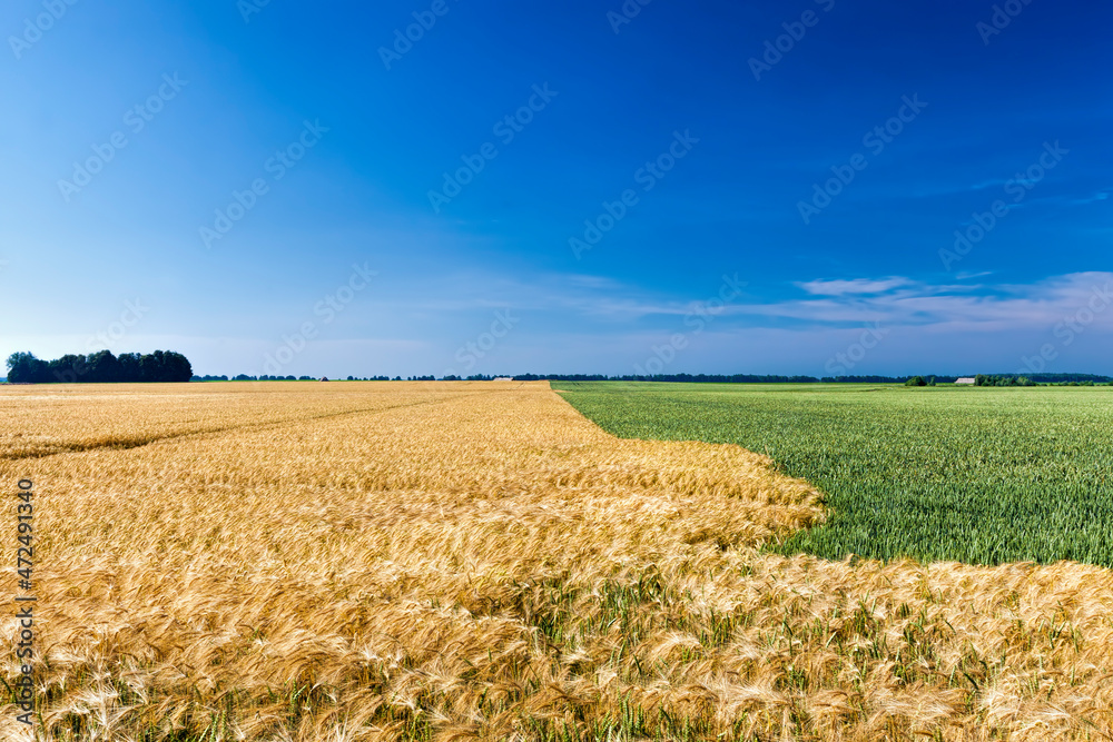 mixed agricultural field with different cereals mixed agricultural field with different cereals