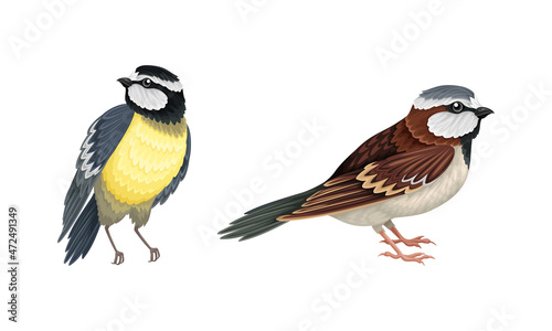 Set of European birds. Titmouse and sparrow vector illustration © Happypictures