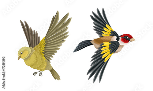 Set of European birds. Woodpecker and oriole vector illustration