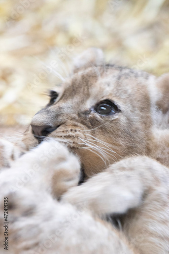 close up of a baby lion