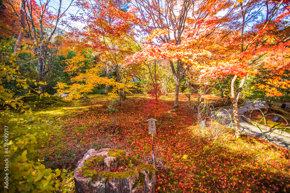 Fototapeta premium 京都 宝厳院の紅葉