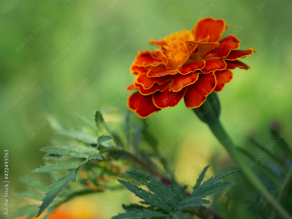 Marigold flower on a blurry background, macro photo. Marigold flower on a blurry background, macro photo.