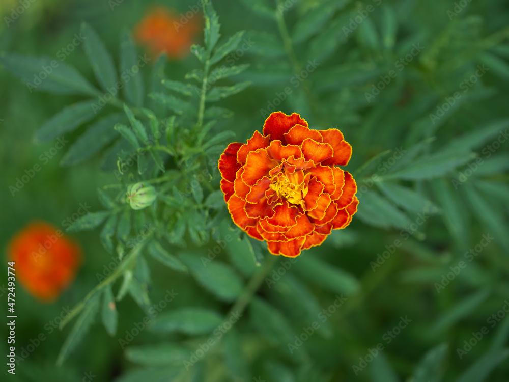 One large marigold flower, close-up shot, top view. One large marigold flower, close-up shot, top view.