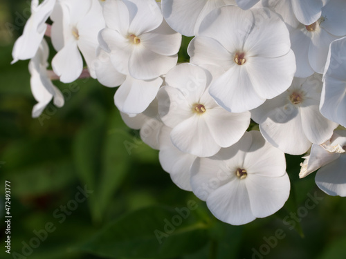 An inflorescence of white phlox flowers  a close-up picture. Beautiful white flowers.