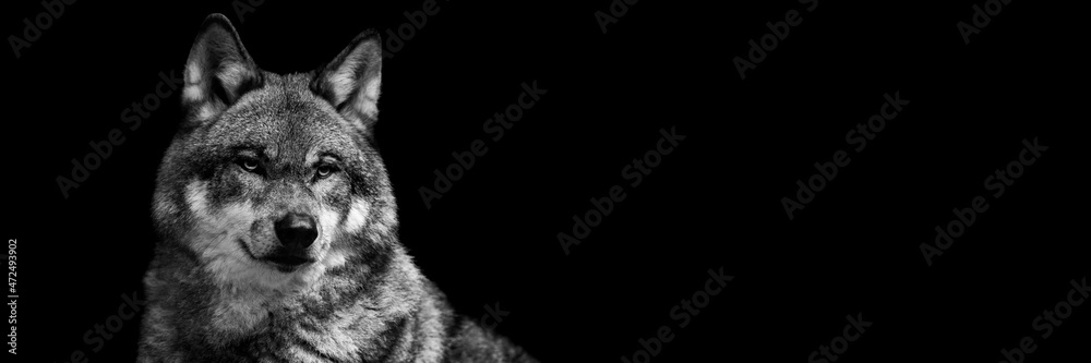 Template of a gray wolf with a black background