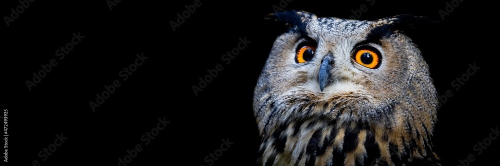 Naklejka premium Template of a Eurasian Eagle-Owl with a black background