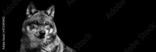 Template of a gray wolf with a black background