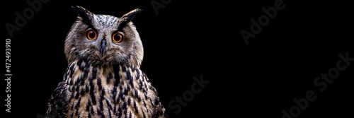 Template of a Eurasian Eagle-Owl with a black background