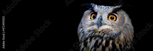 Template of a Eurasian Eagle-Owl with a black background © AB Photography