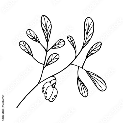 Vector hand drawn dogwood. Back line dogwood