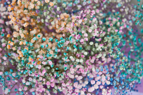 multicolored gypsophila. selective sharpness. as a background for the designer