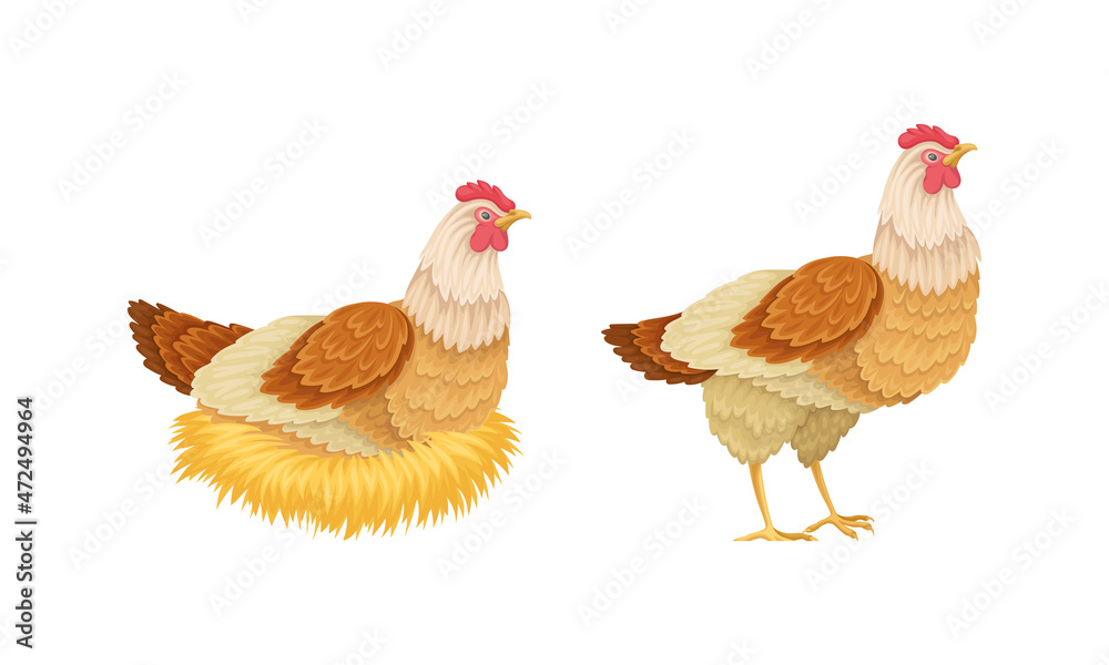 Hen sitting in a nest hatching eggs. Poultry breeding vector illustration Hen sitting in a nest hatching eggs. Poultry breeding vector illustration