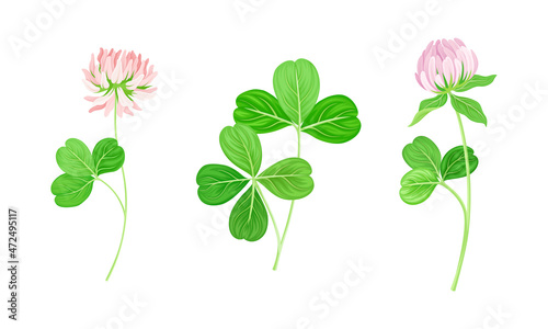 Clover wild meadow flowers set. Trifolium repens herbal plant vector illustration