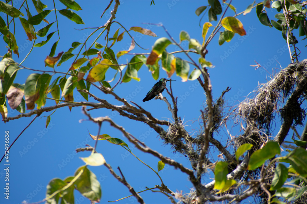Fototapeta premium Colibrí