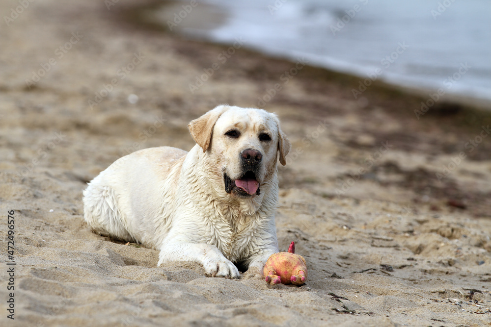 the sweet nice yellow labrador playing at the seashore the sweet nice yellow labrador playing at the seashore