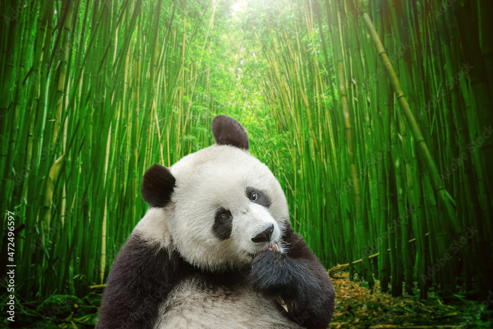 Hungry giant panda bear eating bamboo in forest