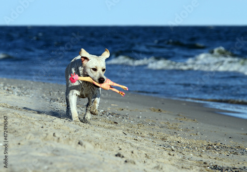 a nice yellow labrador playing at the seashore