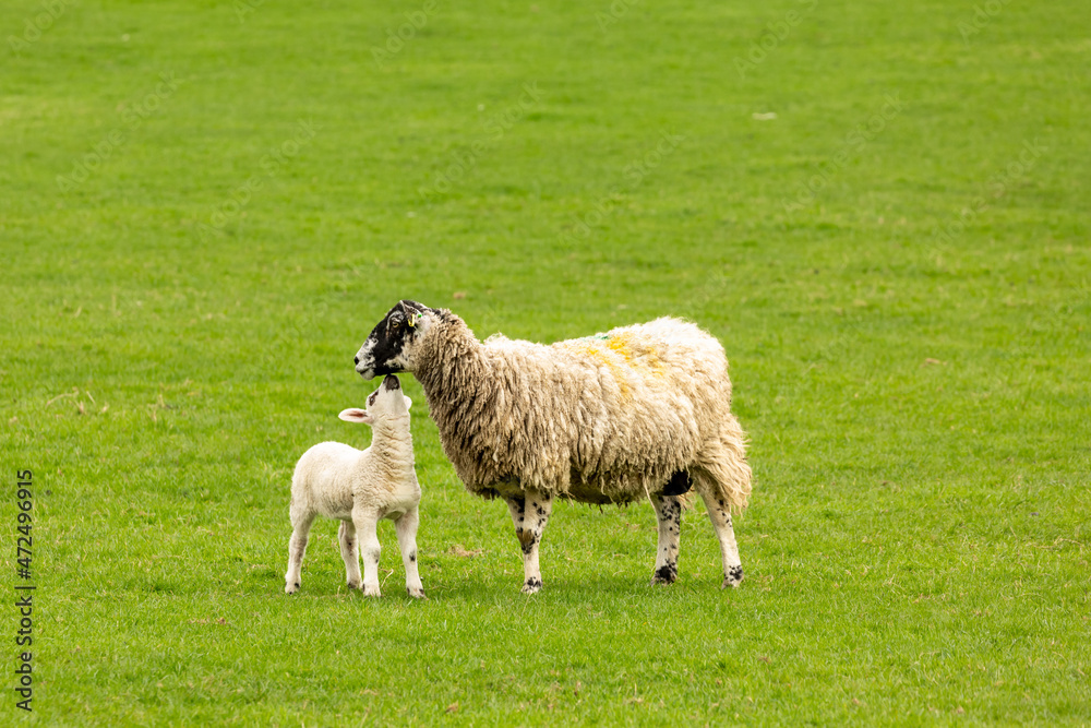 Swaledale mule ewe or female sheep with her young lamb looking up at her. Concept: Mother's love. Clean, green background. Space for copy. Horizontal. Swaledale mule ewe or female sheep with her young lamb looking up at her. Concept: Mother's love. Clean, green background. Space for copy. Horizontal.