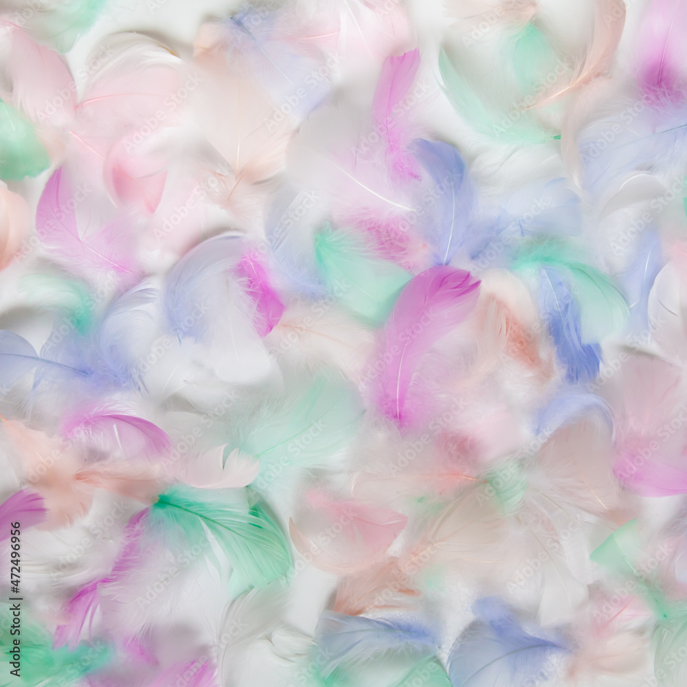 bird feather for background image. Beautiful background from multi-colored feathers.
