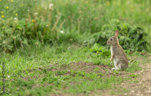 Wild, native young rabbit (Oryctolagus cuniculus) sat at the edge of a field margin and alert to danger on a Summer's day in North Yorkshire, England, UK.  Facing left.  Horizontal.  Space for copy. © Anne Coatesy
