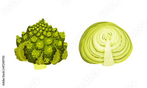 Different varieties of cabbage set. Romanesco broccoli and green cabbage vector illustration