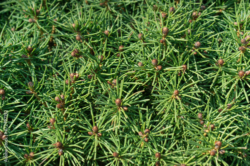 Spruce needles background. Selective focus.