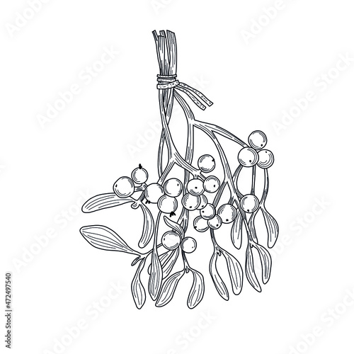 Sprigs of mistletoe in vector on an isolated white background. Linear vector graphics
