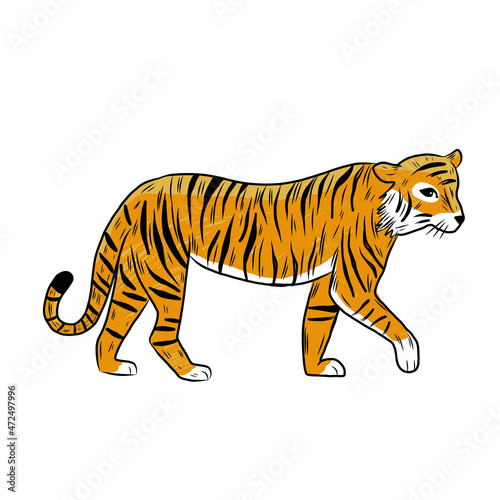 Wild tiger isolated on white background. Predator animal vector illustration in flat style.   © Darya
