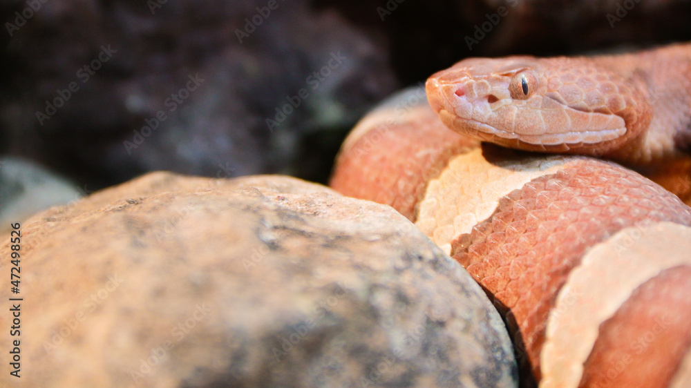 Fototapeta premium Snake