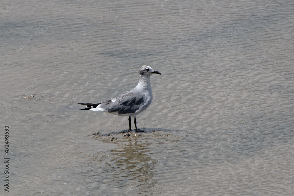 La mouette Atricille hors période de reproduction en Guyane française La mouette Atricille hors période de reproduction en Guyane française