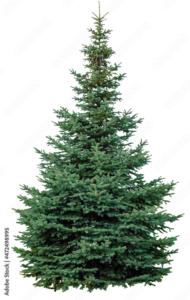 Fototapeta premium Green christmas fir tree