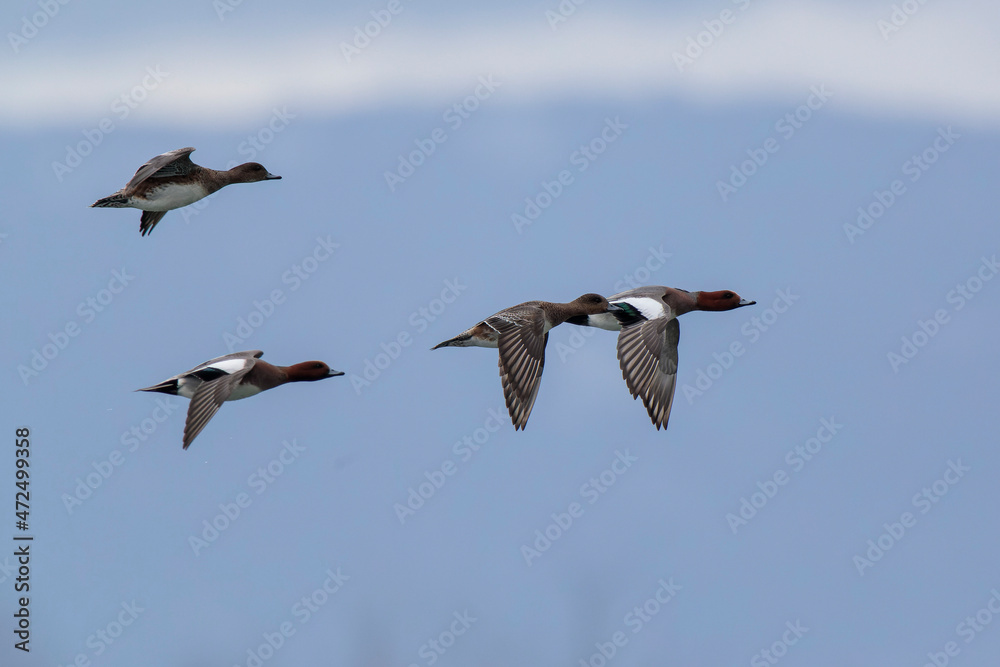 Anas Penelope Eurasian wigeon, a winter guest on the Rhine in Alsace, Eastern France Anas Penelope Eurasian wigeon, a winter guest on the Rhine in Alsace, Eastern France