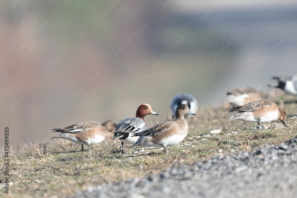 Anas Penelope Eurasian wigeon, a winter guest on the Rhine in Alsace, Eastern France Anas Penelope Eurasian wigeon, a winter guest on the Rhine in Alsace, Eastern France
