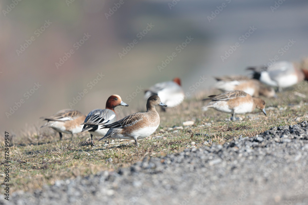 Anas Penelope Eurasian wigeon, a winter guest on the Rhine in Alsace, Eastern France Anas Penelope Eurasian wigeon, a winter guest on the Rhine in Alsace, Eastern France