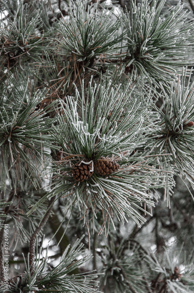 Branches of a large pine with cones in frost closeup. Branches of a large pine with cones in frost closeup.