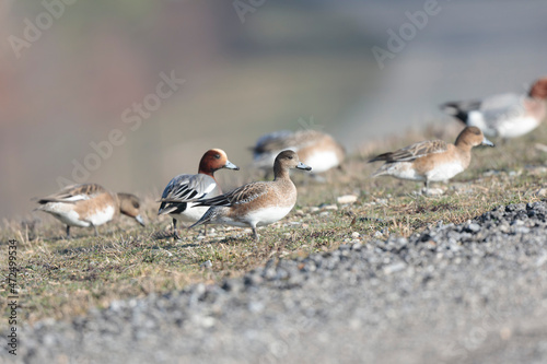 Anas Penelope Eurasian wigeon  a winter guest on the Rhine in Alsace  Eastern France