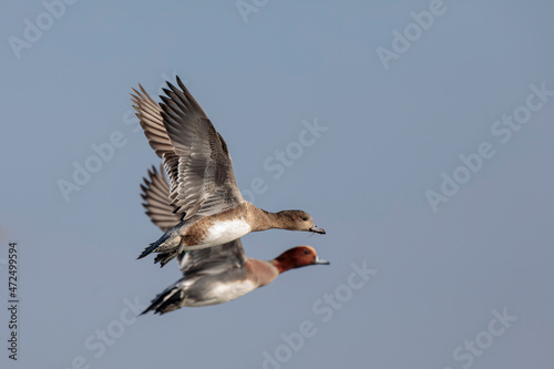 Anas Penelope Eurasian wigeon, a winter guest on the Rhine in Alsace, Eastern France photo