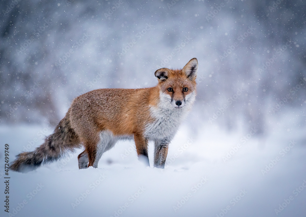 Fototapeta premium Fox ( Vulpes vulpes ) in winter scenery