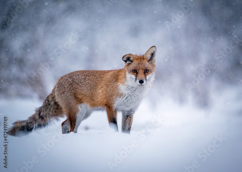 Fox ( Vulpes vulpes ) in winter scenery