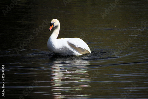 A close up of a Mute Swan