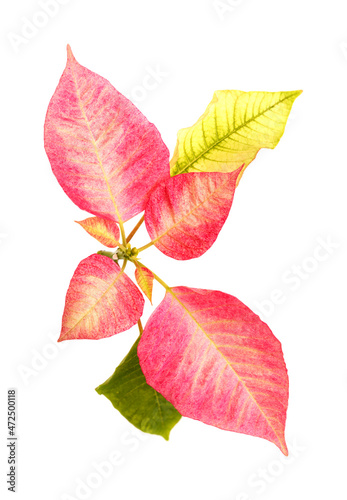 Pink poinsettia, Euphorbia pulcherrima or Easter flower leaves isolated on white background 