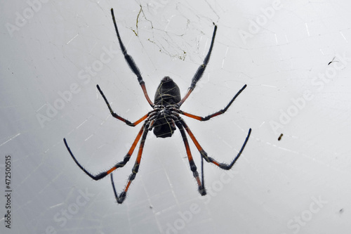 Araignée Néphila bibe sur l'île de La Réunion