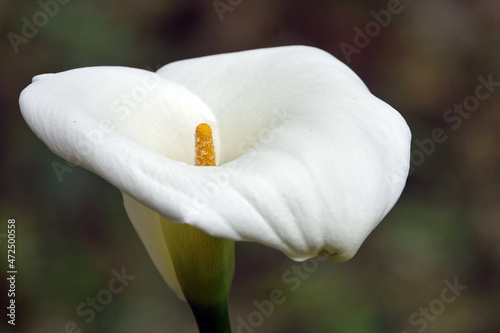 Fleur sauvage magnifique sur l'île de la Réunion (arum, fleur de bananier, rince bouteille ...) photo