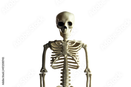 Skeleton portrait isolated on white background. The skeleton is made of plastic.