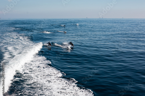 jumping dolphins in the ocean